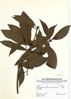 藏品(大葉楠)的圖片